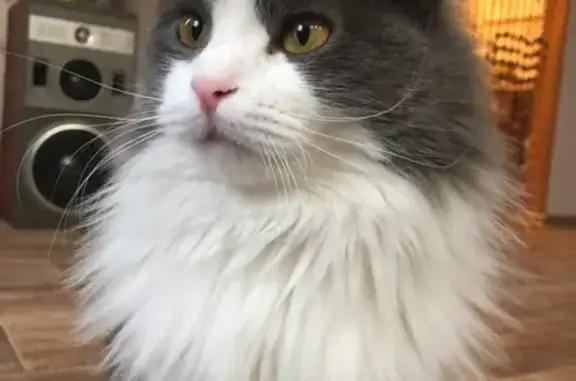 Кошки потеряшки, Тамбов, фото: Потеряшка кошка в Тамбове на Рылеева/Магистральной