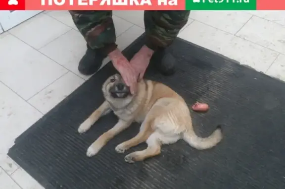 Собака с поврежденной лапой найдена в Ижевске