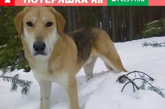 Собаки потеряшки, деревня Махлово, фото: Потеряшка гончая в деревне Махлово, Ивановская область
