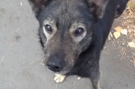 Пропала собака Грэй в Медногорске, Оренбургская область