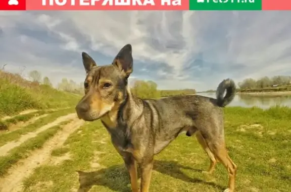 Пропала собака Метис на улице Валерия Гассия, Краснодар