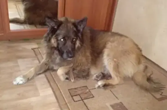 Найдена собака Азиатка в Балашихе, уши купированы