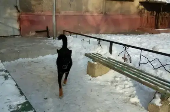 Найден пёс-кобель в Ленинском районе
