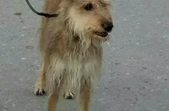 Пропала собака Лора в Светогорске