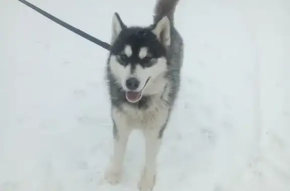 Пропала собака породы аляскинский маламут, Акбулак, Оренбургская область.