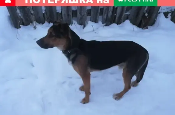 Найдена собака в Ногинском районе, пос. Новостройка
