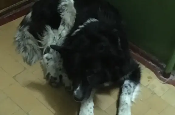 Пропала собака Мара в Сыктывкаре, Республика Коми