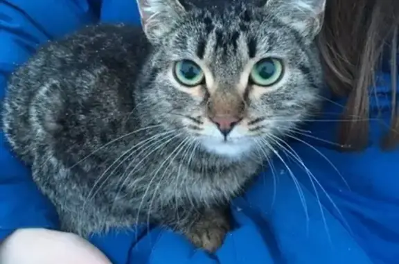 Найден котёнок возле Тяжмаша в Сызрани