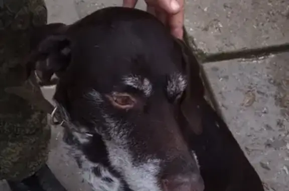 Собака найдена в Керчи, ищем хозяев!