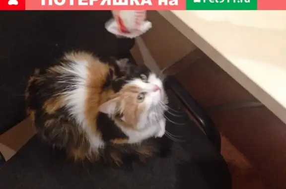 Найдена кошка на Стефановской площади, ул. Ленина 58
