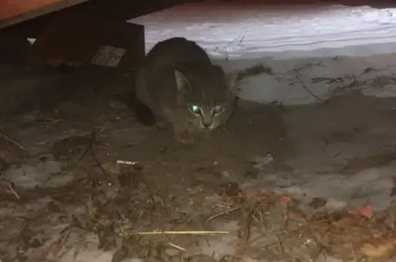 Найдена кошка на ул. Урванцева в Красноярске