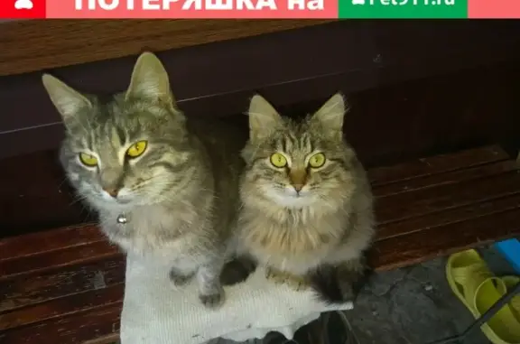 Пропали два кота на станице Новоминской, Краснодарский край.