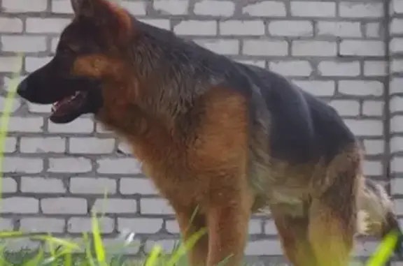 Пропала собака Дик в Брянске, вознаграждение