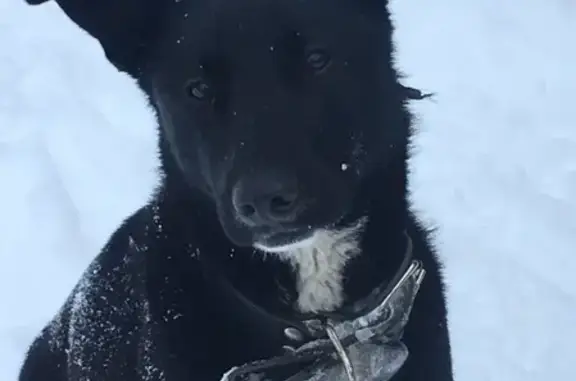 Потерян пёс в Разбегаево с карабином на ошейнике