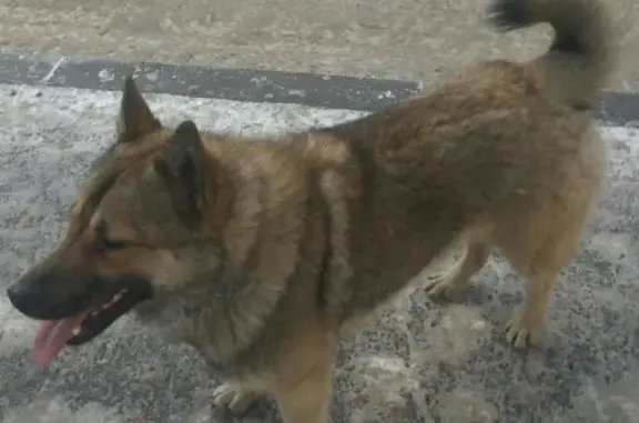 Найдена собака в Иркутске, возможно потеряшка