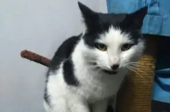 Найден кот в Железнодорожном МО, ищет дом.