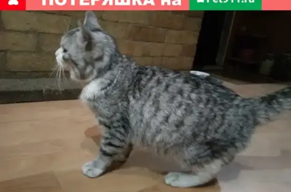 Упитанный кот с ошейником на Пушкина-Промышленной