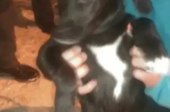 Найдена собака в Череповце, ищем хозяев