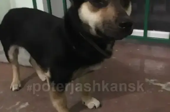 Найдена собака на ул. Немировича-Данченко, нужна помощь!