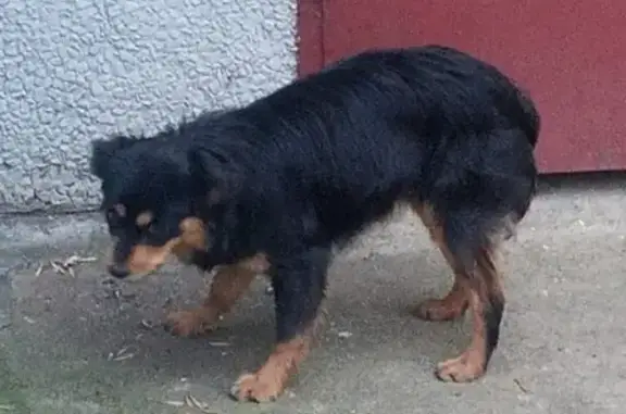 Собака найдена в Краснодаре, район А.Покрышкина!