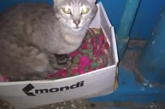 Найдена серая кошка на Пр. Тракторостроителей, Чебоксары