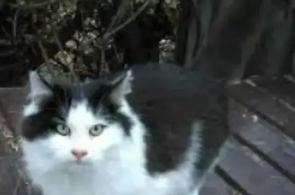 Найдена кошка в Краснообске, ищем хозяина!