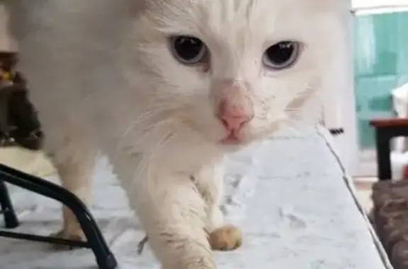 Найдена белая кошка в Новороссийске [id21512267]