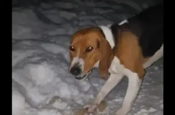Найдена собака в деревне Никулино, Раменского района, ищем хозяев