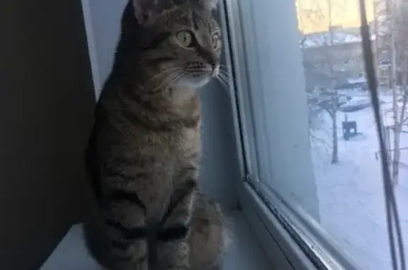 Найдена кошка на Ханты-Мансийской 37а