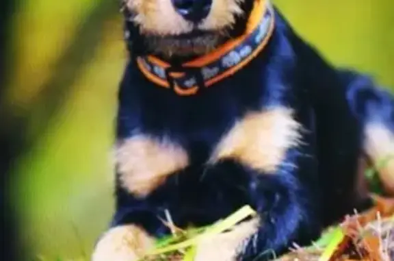 Найдена собака породы немецкого ягдтерьера в Сочи