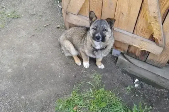 Пропала собака Миша в Черепаново, Новосибирская область