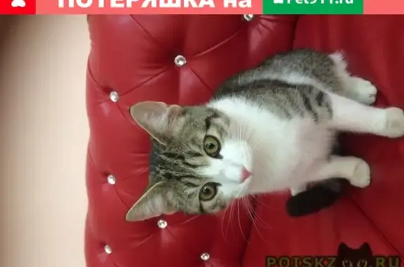 Найден домашний кот в Ульяновске