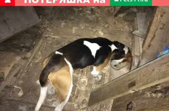 Найдена собака в Дулепово, Вологодская обл.