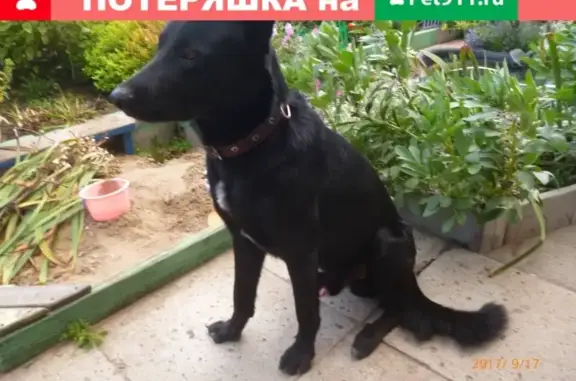 Пропала собака Хати на ул. Тюленина, Шелехов