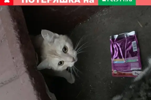 Пропал кот с прозрачным ошейником на 3-й Карачаровской улице, Москва