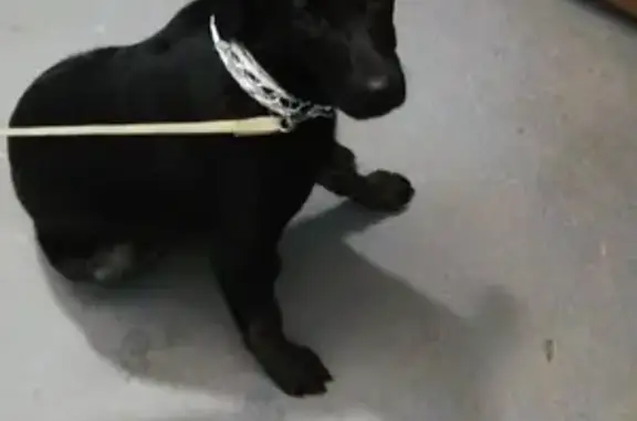 Найдена собака в районе Грандтривера, черного цвета, отдадим в хорошие руки