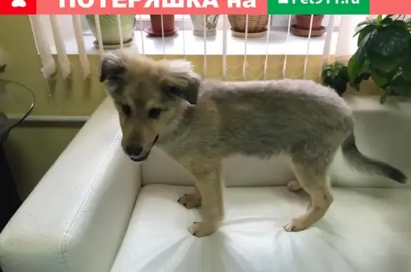 Собака найдена в Щёлково, щенок 6 мес.