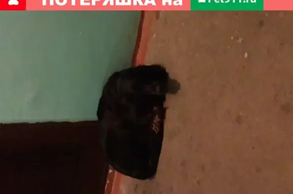 Собака найдена в Кемерово, Россия.