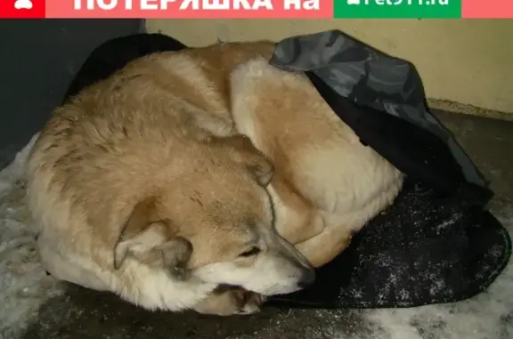 Найдена собака в Колпино, Санкт-Петербург
