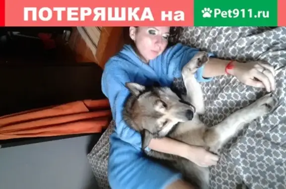 Пропала собака породы Лайка в Новосавиновском районе, Казань