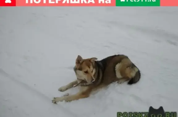 Собака с ошейником найдена в Сергиево-Посадском районе