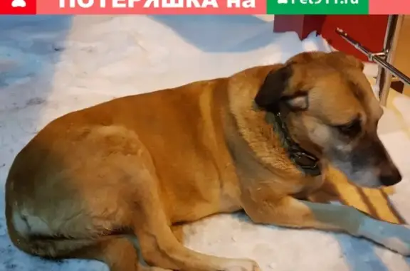 Найдена собака возле Икс-фит на Жукова, ошейник на Лизюкова 35Б