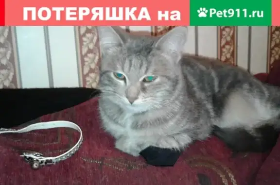 Найден серый котенок с ошейником в Щелково