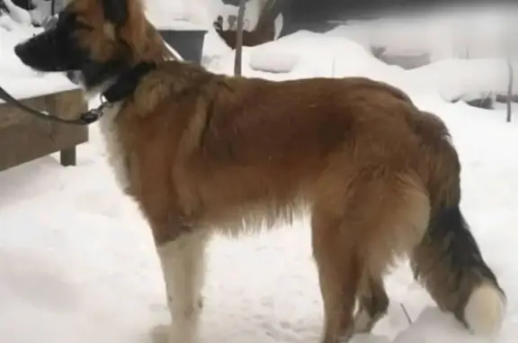 Найдена собака на станции Никольское, ищем хозяев!