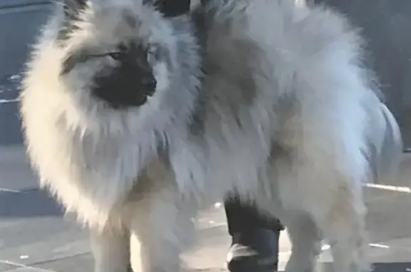 Пропала волчья шпиц-собака на Тигровой, Владивосток