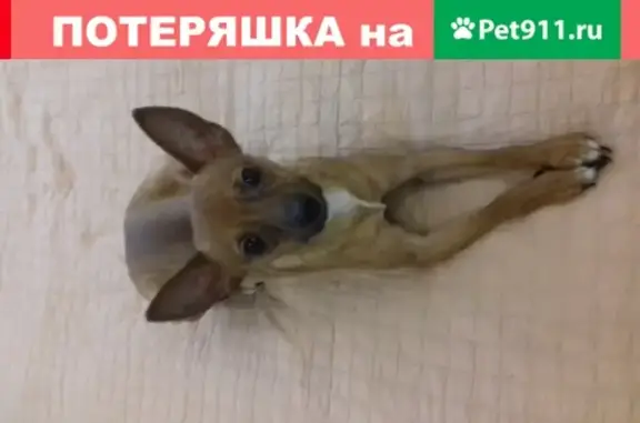 Собаки потеряшки, Черлак, фото: Потеряшка собака в Черлаке: Той-терьер, коричневый, ул. Питерская 11