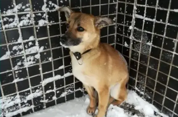 Найдена маленькая собачка в районе Фирмы Мир, Уфа