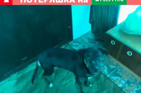 Собака найдена в Пушкинском районе, МО.