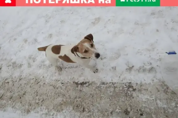 Пропала собака в Ленинском р-не, Ярославль, нашли с ошейником