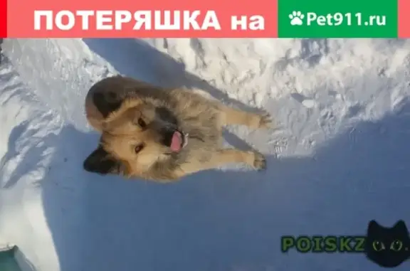 Найден рыжий пес на левом берегу г. Новосибирска